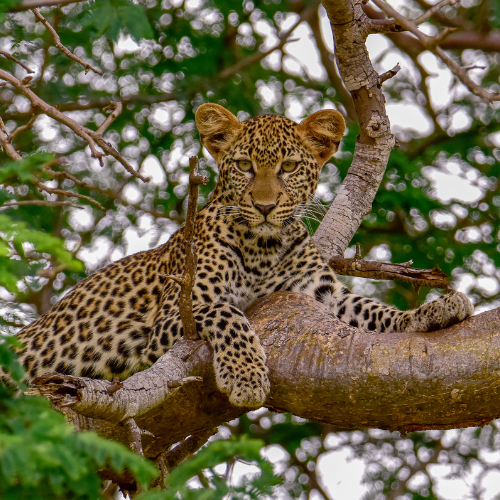 Masai Mara
