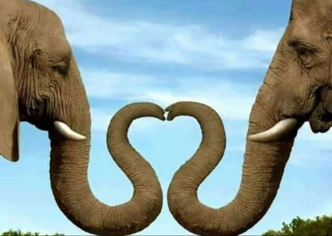 Amboseli