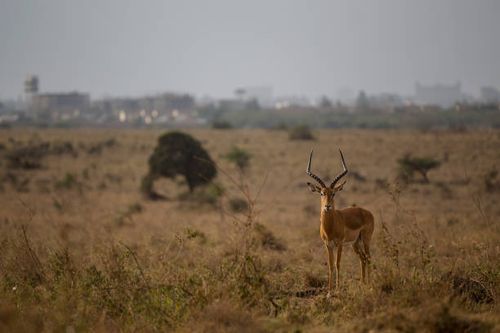 Nairobi National Park