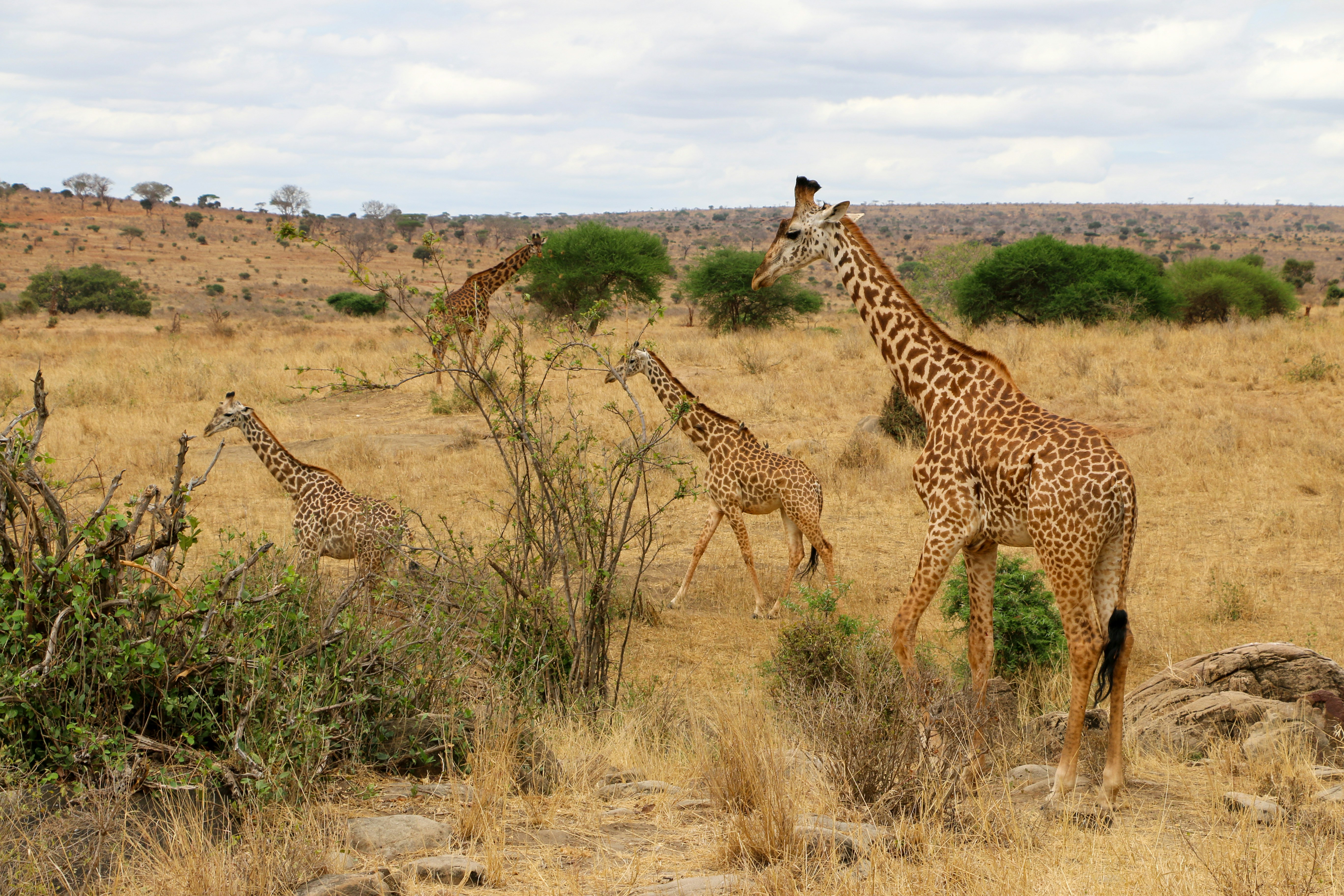 Tsavo East and West