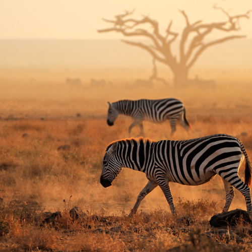 4 Days 3 Nights Masai Mara Budget Luxury Safari