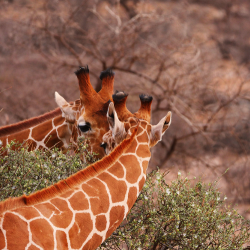 6 Days Samburu Nakuru Masai Mara Budget Camping