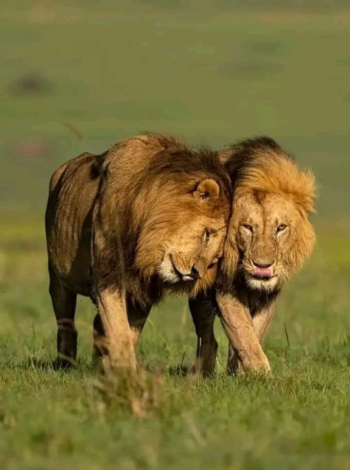 5 Days Amboseli Tsavo West and East Lodge Safari