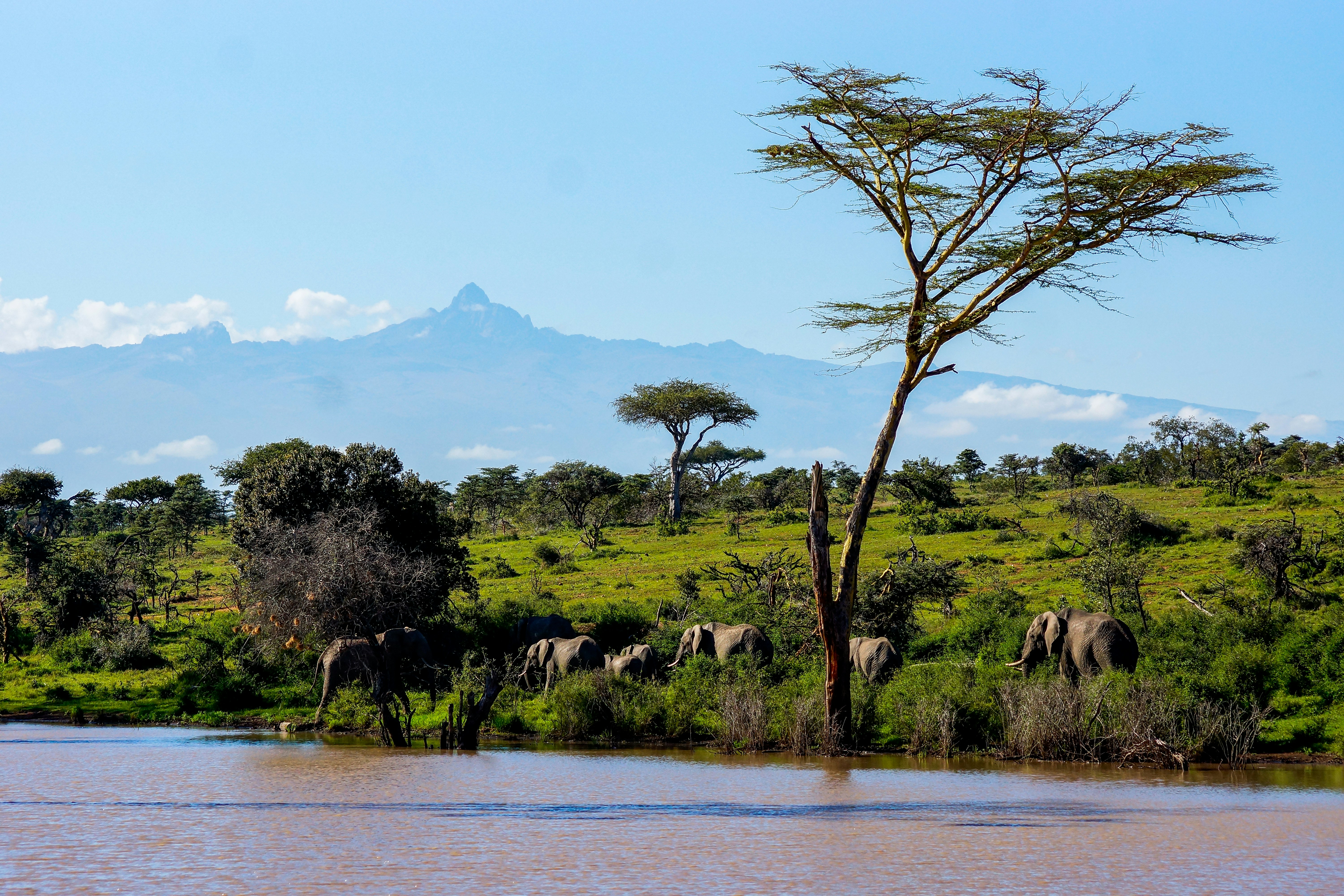 Kenya Wildlife