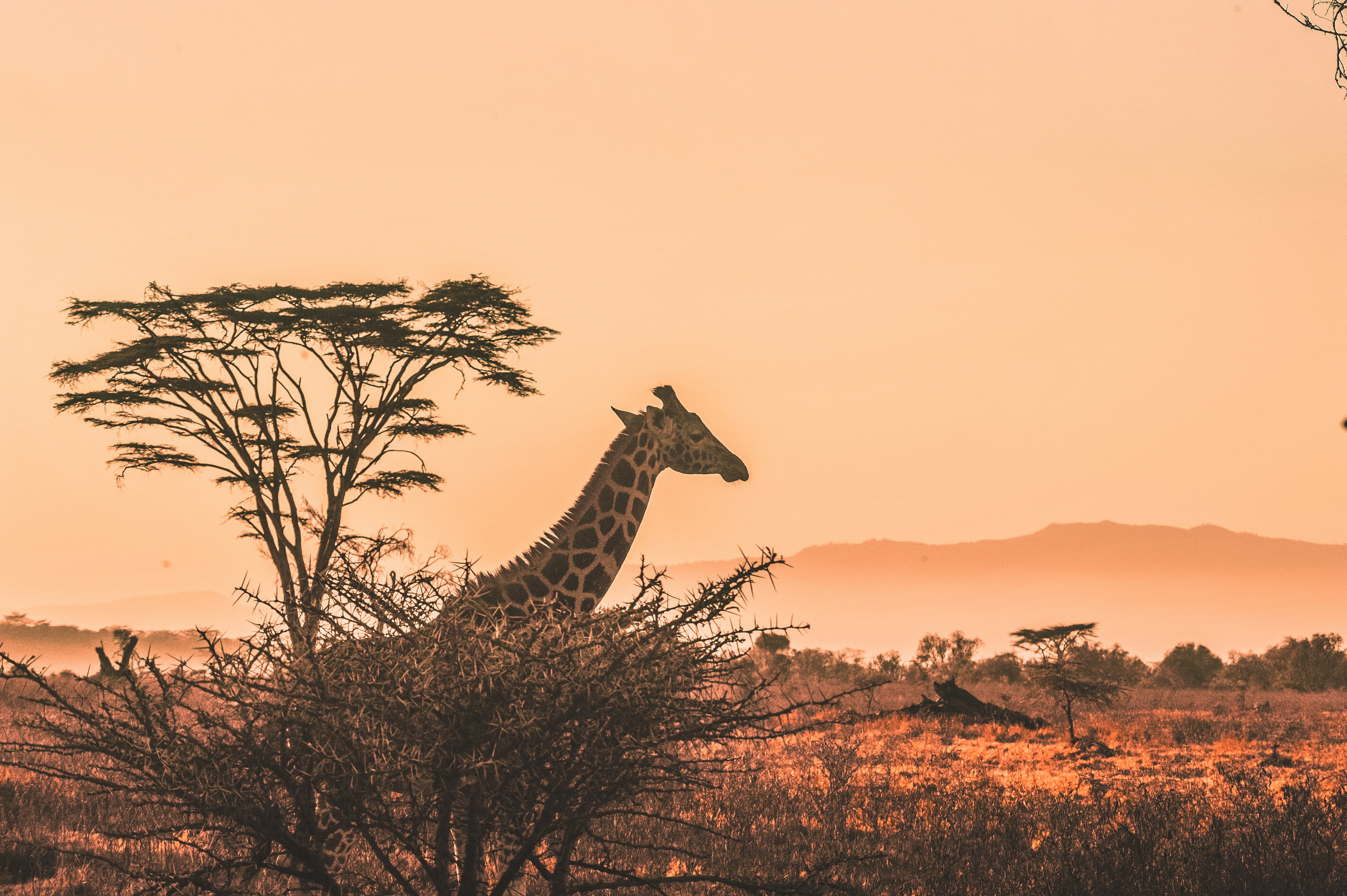 Kenya Culture
